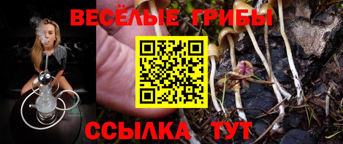 даркнет сайт  Вход с VPN  Карачаевск  Псилоцибиновые грибы Cubensis  Галлюциногенные грибы Psilocybe 